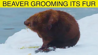 Beaver Grooming its Fur: Close Up Footage: See How Beavers Do It!