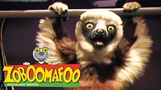 🐒 Zoboomafoo 🐒 110 | Climbing - Full Episode | Kids TV Shows