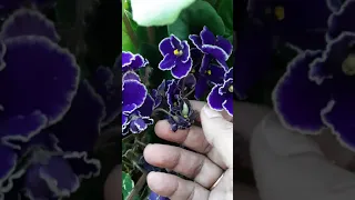 Auto pollination African violet. Seed pod?