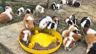 Guinea Pigs Are Enjoying Fish Food