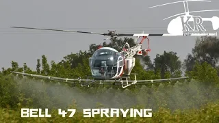 Bell 47 spraying almond trees near Laton, California