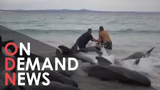 Over 50 Whales DIE After Being STRANDED On Beach In Western Australia