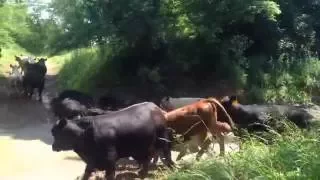 A Mile Long Cattle Drive At Seven Sons