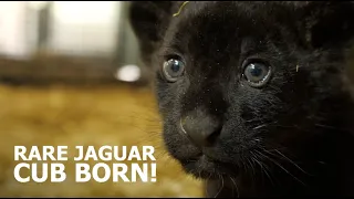 RARE JAGUAR CUB BORN! - The Big Cat Sanctuary