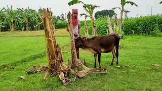 Omg! Amazing man meeting his cow !! Funny cow X boyfriend video.