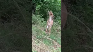 Deer frightened by Bigfoot #Shorts