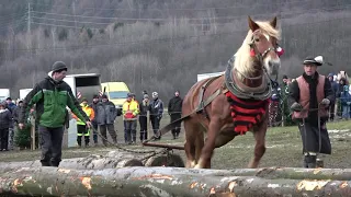 Lunka, tridsiate prvé miesto v ťažkom ťahu (Kľačianská podkova 2020)