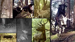 Trailcam Compilation 2022 (Tararuas & Remutakas, NZ)