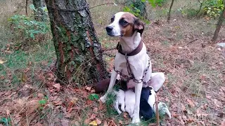 Прикованная к дереву собака сгрызла все лапы в надежде выжить. Её вой услышала она