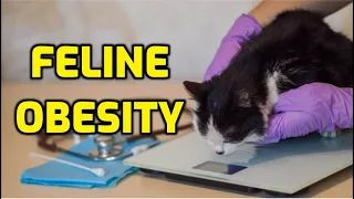 Do Overweight Cats Die Sooner?