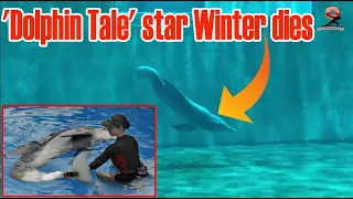 Winter, star of 'Dolphin Tale' movies, dies at 16.