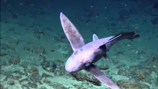 Акула химера-красота природы (ч. 1)