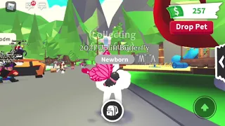 How To Get The NEW Butterfly Pet in Adopt Me