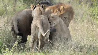 LIONS mate, WILD DOGS whoop and a LEOPARD rests.