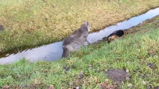 Scottish Deerhound vs German Shepherd