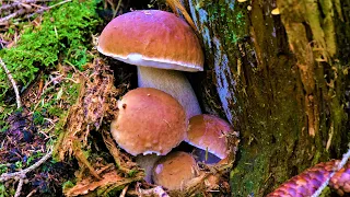 I must be dreaming!? You have to see this unreal mushroom hunt! Mushrooming, Pilze, Porcini.