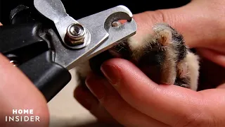 How To Trim Dog Nails Safely