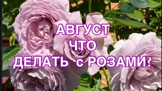 БАЗАЛЬНЫЕ ПОБЕГИ РОЗ, ЧТО НУЖНО ДЛЯ БЫСТРОГО РОСТА?