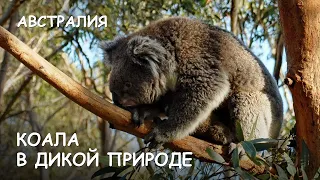 Мир Приключений Архив - Коала в дикой природе. Лучший отдых в Австралии. Koala. Australia.