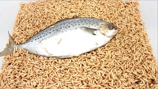 Fish Eaten By Maggots Timelapse