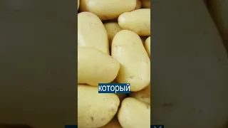 Внезапная беда: в России закончилась картошка