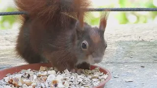 Tagträume🐿️Sommerliches