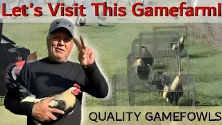 Let's Visit This Gamefarm: BEST GAMEFARM | Gamefowl Showing | @Boyakz_Backyard