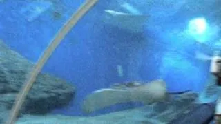 Океанариум (Underwater World) в Паттайе (Таиланд)