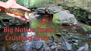 Fly Fishing for Big Pennsylvania Native Brook Trout with Dry Flies - (Class A Wild Trout Series)