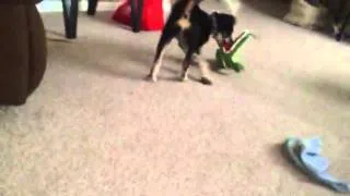 Puppy hates crocodile