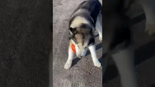 Маламут играет с мячом🏐 Я и сам могу, мячик не отдам😀🥰Футболист🖤🐺