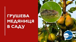 Грушева листоблішка (Медяниця): Технологія захисту