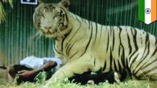 Бенгальский тигр загрыз подростка в Делийском зоопарке