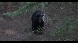 First Time Hunter Makes BEST SHOT Ever With Crossbow | Manitoba Bear Hunt 2022