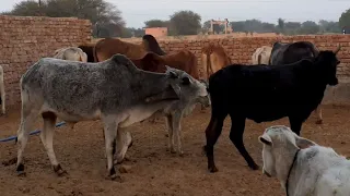 black cow vs white Bull sex meeting Animals lovers Rajasthan ##