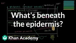 What lies beneath the epidermis? (Dermis and Hypodermis) | NCLEX-RN | Khan Academy