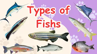Different Types of Fishes and its Names - Colorful Fish - All Types of Fish - List of Fish Names