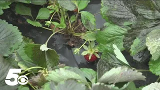 Arkansas Strawberry farm struck by lightning