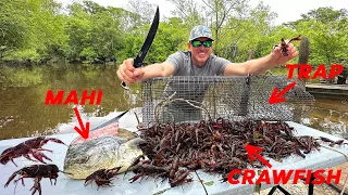 How to Trap Thousands of Crawfish using Mahi for Bait! Catch & Cook