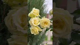 Плетистая роза ELFE (ЭЛЬФ)