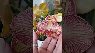 Перша зйомка моїх квітучих орхідей. Фаленопсис Karin Aloha (Карін Алоха) та  Ravello (Равелло).