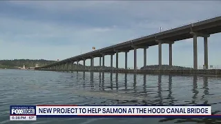 New project to help salmon at Hood Canal Bridge | FOX 13 Seattle