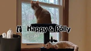 HAPPY & POLLY GHOST FOUNTAIN & GOTHIC CAT TREE REVIEW