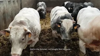 Rearing Belgian Blue Cattle @ De Seranno Farm