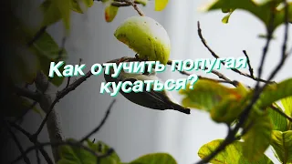 Как отучить попугая кусаться?