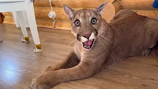 What a smart puma! Messi the cougar understands our gestures! Unique cat and his toilet routine 🤣