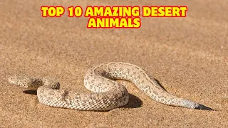 Top 10 Amazing Desert Animals | Desert Dwellers You Need to See