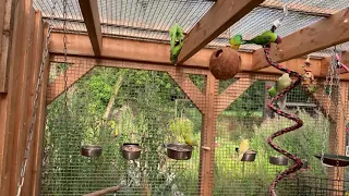 Inside the Aviary from the Kakariki, Quaker, Plumhead and Red Rump Parrots