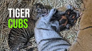 San Diego Zoo Wildlife Alliance Celebrates the Birth of Two Sumatran Tiger Cubs