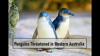 Penguins Threatened in Western Australia (Friday Documentary)